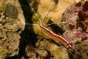 Lysmata ambionensis (pacific scarlet cleaner shrimp), Aquarium